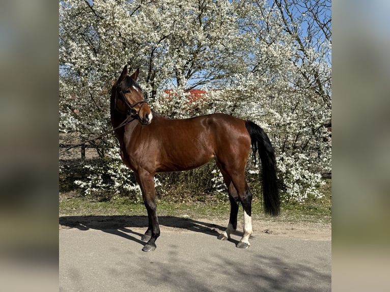 Hannoveraan Merrie 5 Jaar 178 cm Bruin in Hittbergen