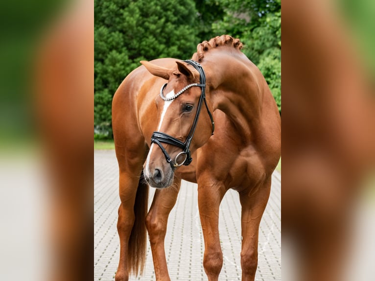 Hannoveraan Merrie 5 Jaar 178 cm Vos in Lippetal