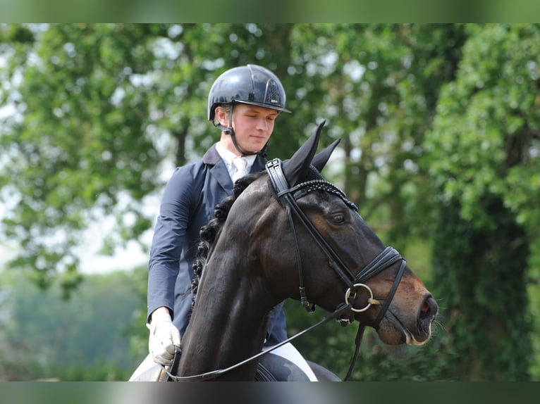 Hannoveraan Merrie 5 Jaar 178 cm Zwartbruin in Freren