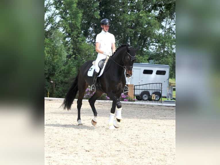 Hannoveraan Merrie 5 Jaar 178 cm Zwartbruin in Freren