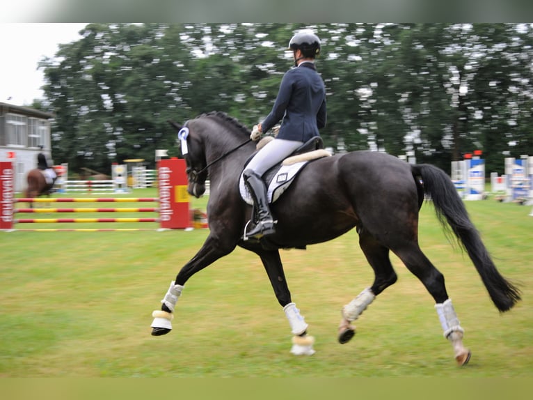 Hannoveraan Merrie 5 Jaar 178 cm Zwartbruin in Freren