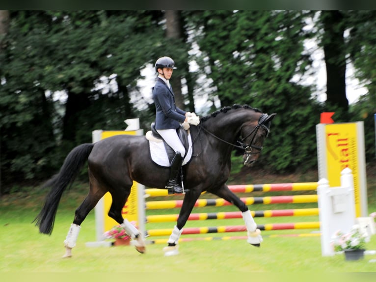 Hannoveraan Merrie 5 Jaar 178 cm Zwartbruin in Freren