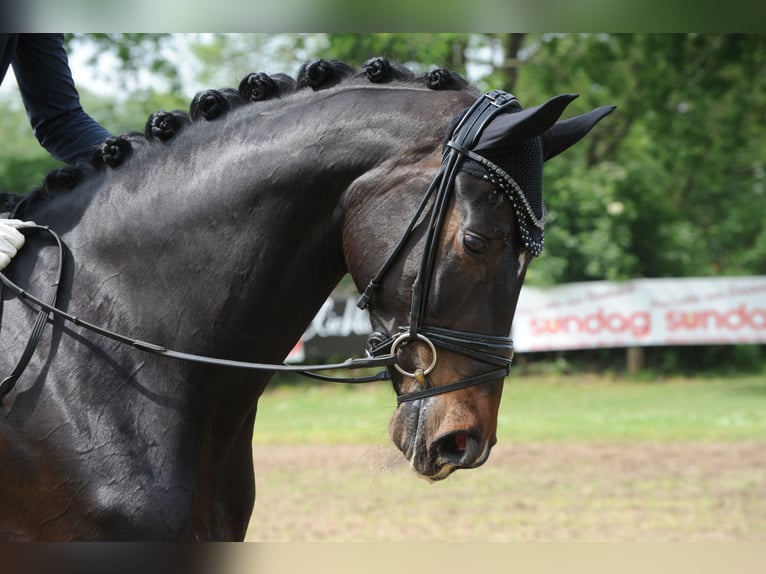 Hannoveraan Merrie 5 Jaar 178 cm Zwartbruin in Freren