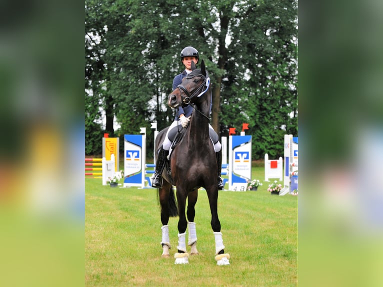 Hannoveraan Merrie 5 Jaar 178 cm Zwartbruin in Freren