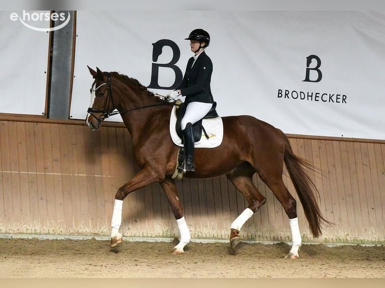 Hannoveraan Merrie 5 Jaar 180 cm Vos in Riedstadt