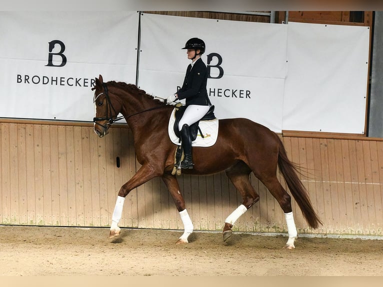 Hannoveraan Merrie 5 Jaar 180 cm Vos in Riedstadt