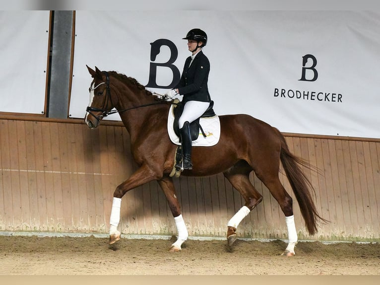 Hannoveraan Merrie 5 Jaar 180 cm Vos in Riedstadt