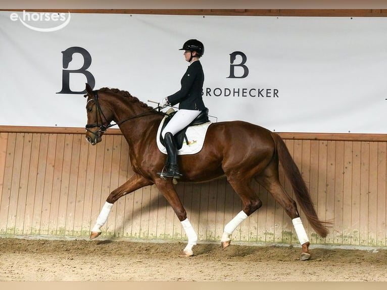 Hannoveraan Merrie 5 Jaar 180 cm Vos in Riedstadt
