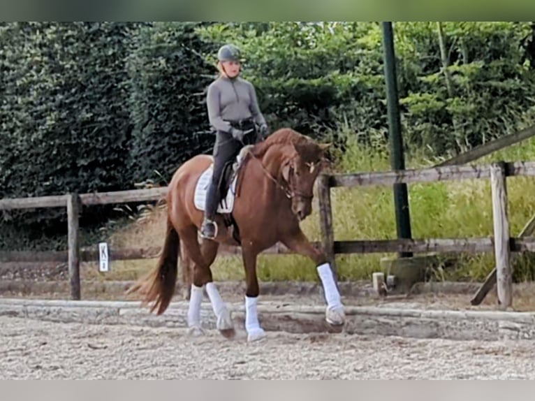 Hannoveraan Merrie 5 Jaar 184 cm Vos in Kempen