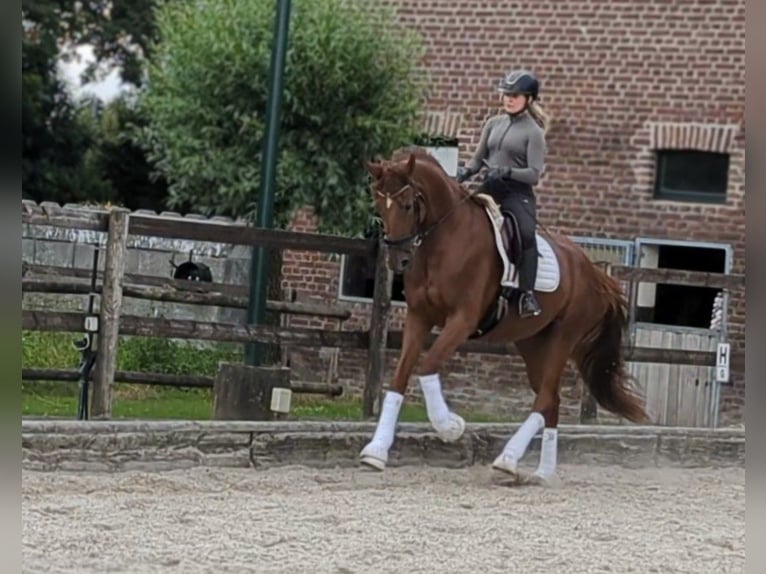 Hannoveraan Merrie 5 Jaar 184 cm Vos in Kempen