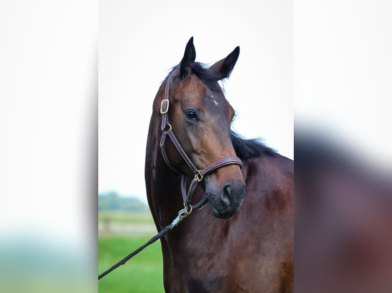 Hannoveraan Merrie 5 Jaar Bruin in Salzkotten