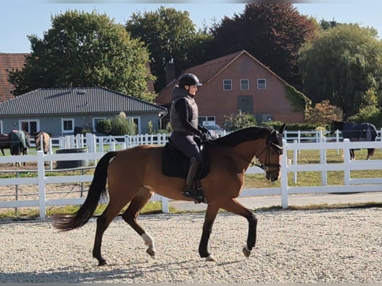 Hannoveraan Merrie 5 Jaar Bruin in Schiffdorf