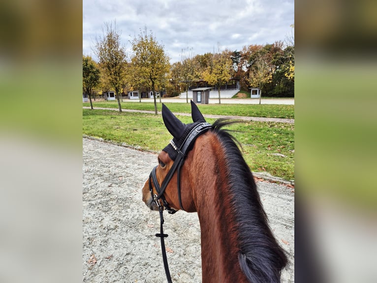 Hannoveraan Merrie 5 Jaar Bruin in Schiffdorf