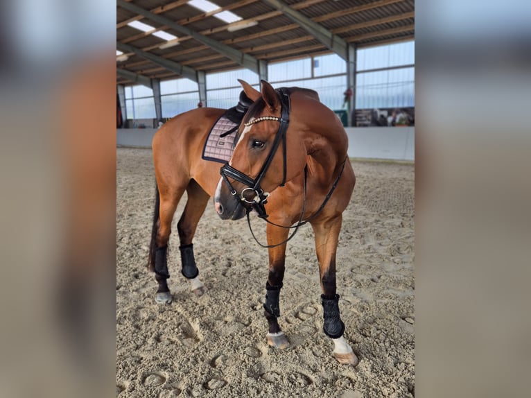 Hannoveraan Merrie 5 Jaar Bruin in Schiffdorf