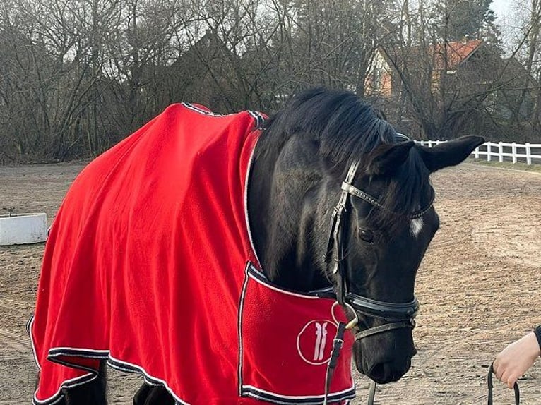 Hannoveraan Merrie 5 Jaar Zwart in Verden (Aller)