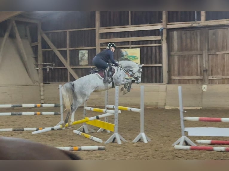 Hannoveraan Merrie 6 Jaar 159 cm Schimmel in Wolfsburg