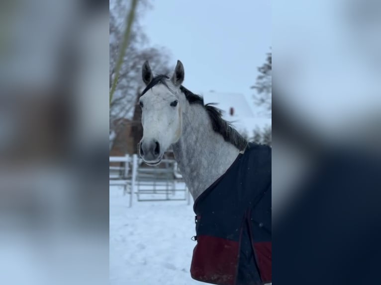 Hannoveraan Merrie 6 Jaar 159 cm Schimmel in Wolfsburg