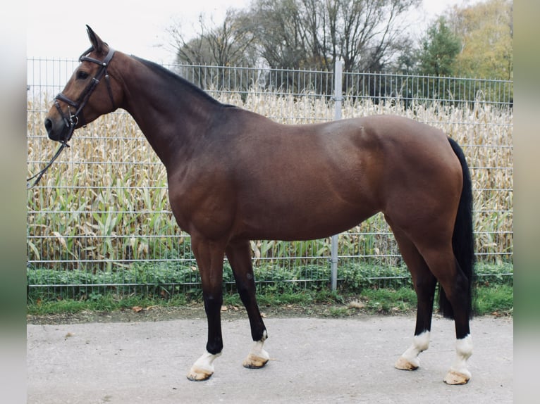 Hannoveraan Merrie 6 Jaar 160 cm Bruin in Bad Nenndorf