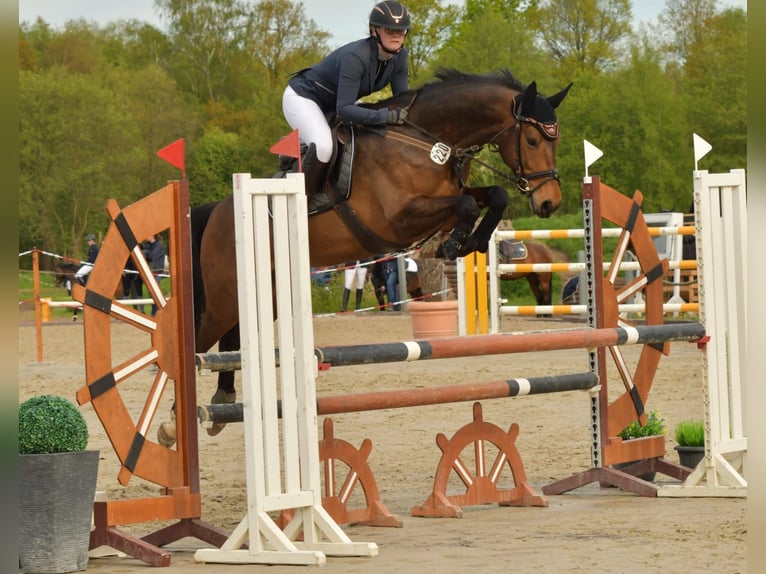 Hannoveraan Merrie 6 Jaar 160 cm Bruin in Müssen