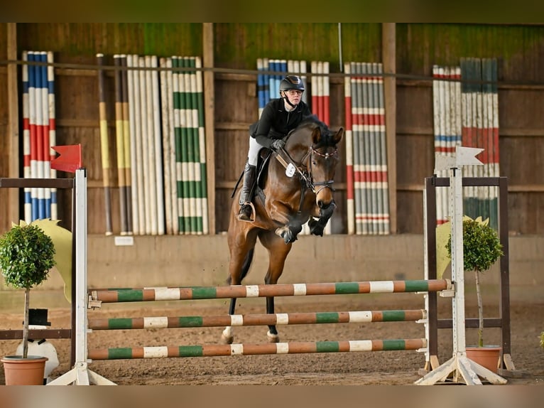 Hannoveraan Merrie 6 Jaar 160 cm Bruin in Müssen