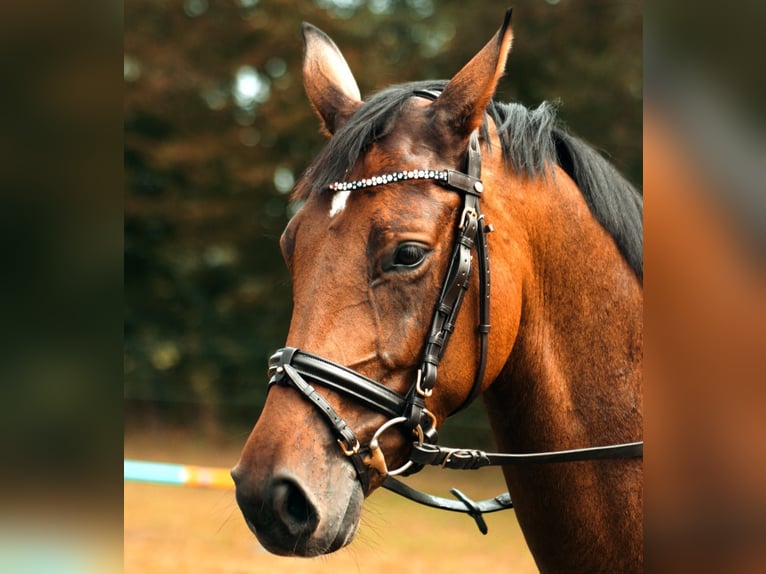 Hannoveraan Merrie 6 Jaar 160 cm Bruin in Müssen