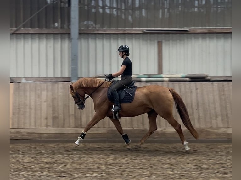 Hannoveraan Merrie 6 Jaar 160 cm Vos in Aukrug