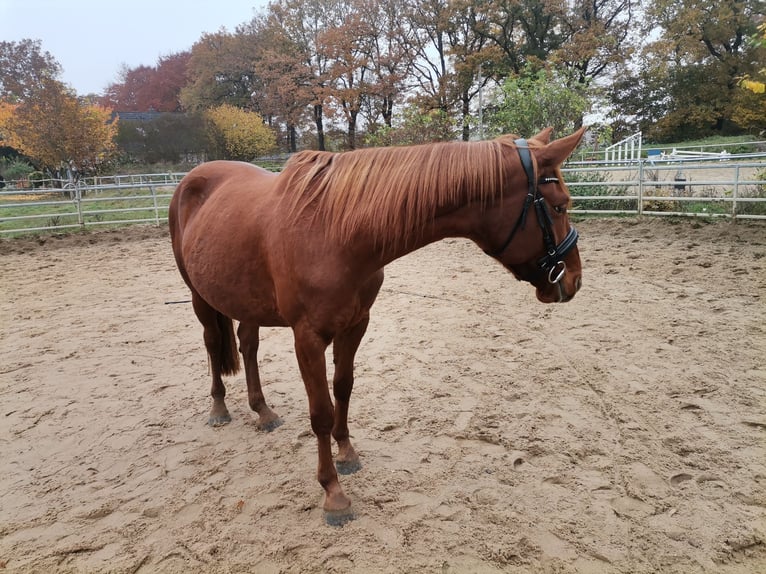 Hannoveraan Merrie 6 Jaar 160 cm Vos in Norderstedt