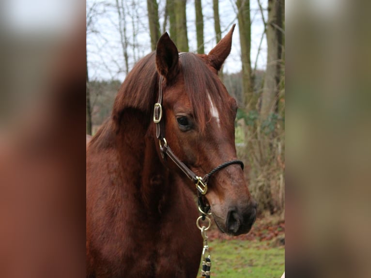 Hannoveraan Merrie 6 Jaar 160 cm Vos in Niederlangen