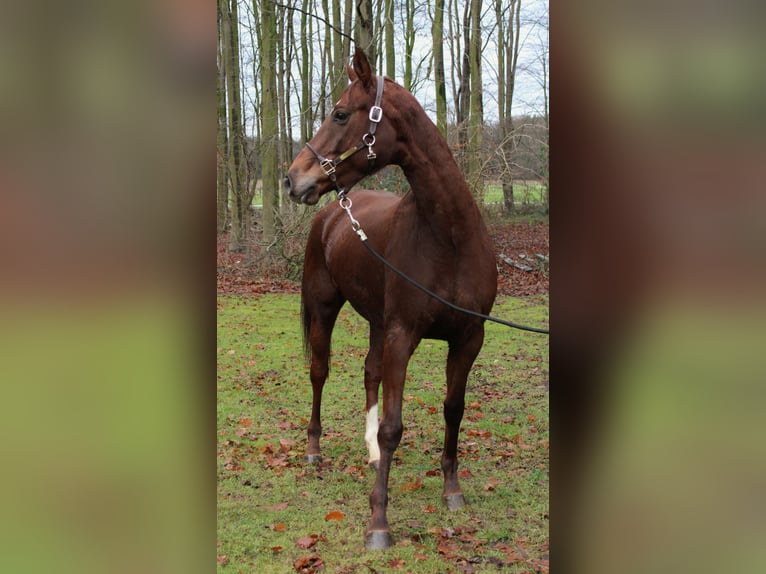 Hannoveraan Merrie 6 Jaar 160 cm Vos in Niederlangen