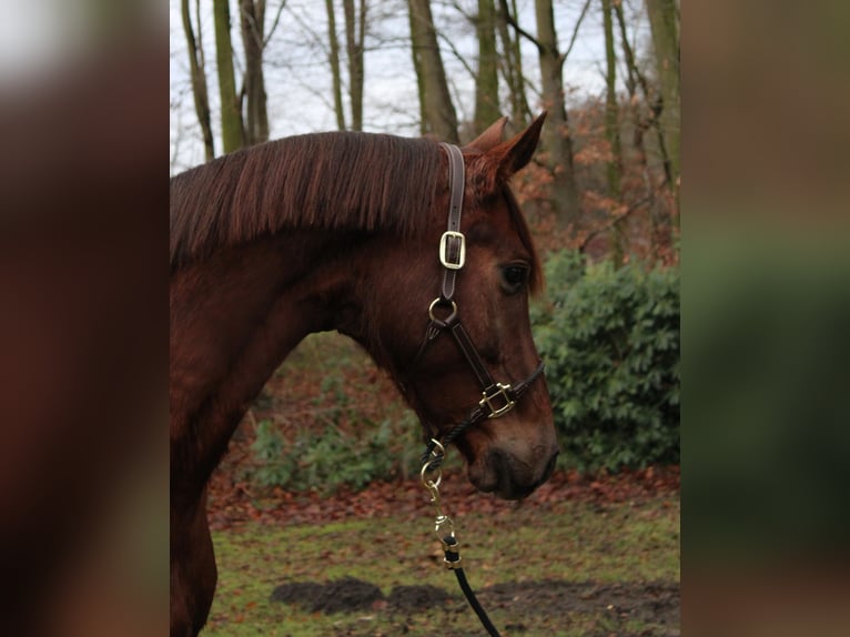 Hannoveraan Merrie 6 Jaar 160 cm Vos in Niederlangen