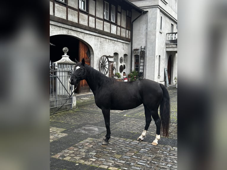 Hannoveraan Merrie 6 Jaar 160 cm Zwart in Leichlingen