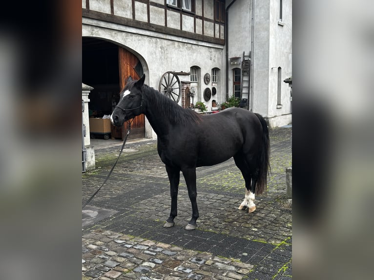 Hannoveraan Merrie 6 Jaar 160 cm Zwart in Leichlingen