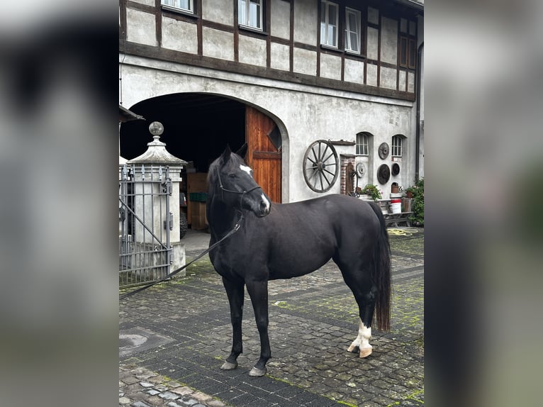 Hannoveraan Merrie 6 Jaar 160 cm Zwart in Leichlingen