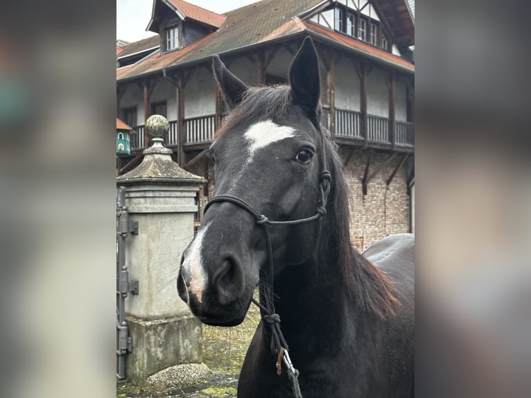 Hannoveraan Merrie 6 Jaar 160 cm Zwart in Leichlingen