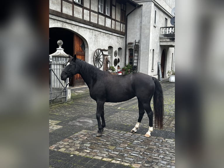 Hannoveraan Merrie 6 Jaar 160 cm Zwart in Leichlingen