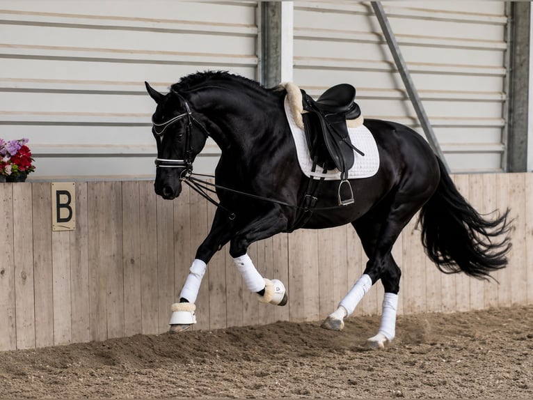 Hannoveraan Merrie 6 Jaar 160 cm Zwart in Prichsenstadt