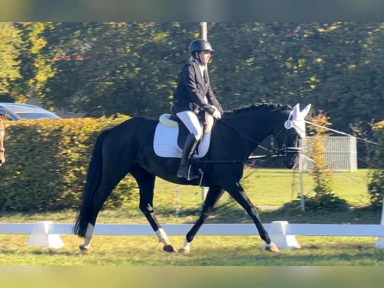 Hannoveraan Merrie 6 Jaar 160 cm Zwart in Prichsenstadt