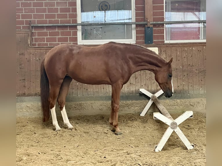 Hannoveraan Merrie 6 Jaar 161 cm Vos in Sauensiek