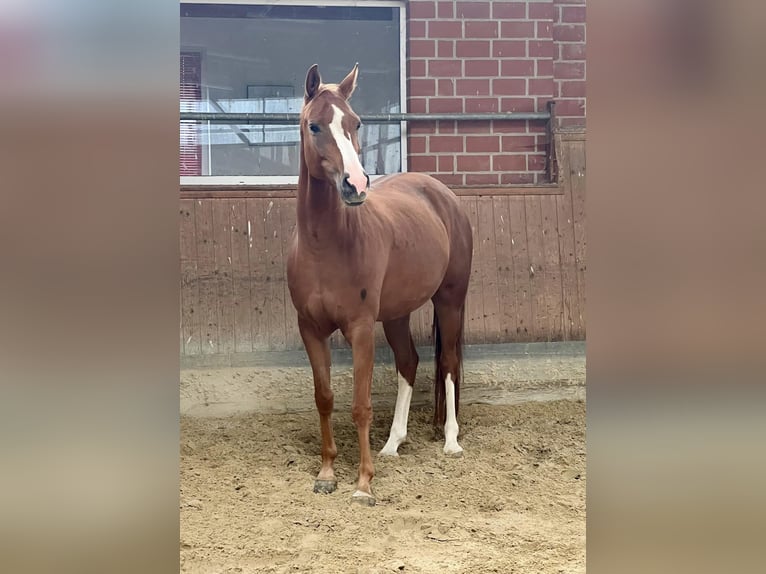 Hannoveraan Merrie 6 Jaar 161 cm Vos in Sauensiek