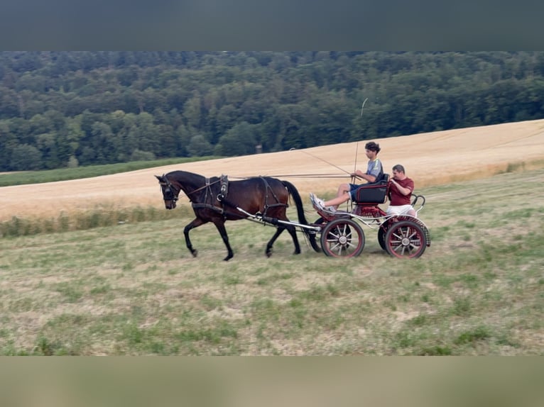 Hannoveraan Merrie 6 Jaar 162 cm Donkerbruin in Vaihingen an der Enz