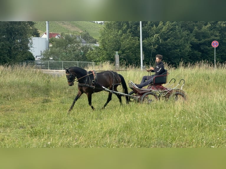 Hannoveraan Merrie 6 Jaar 162 cm Donkerbruin in Vaihingen an der Enz