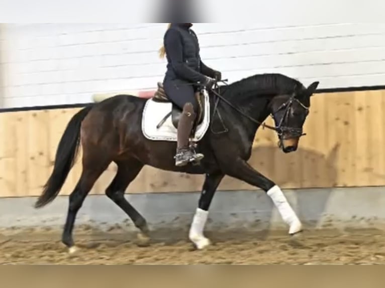 Hannoveraan Merrie 6 Jaar 162 cm Donkerbruin in Vaihingen an der Enz