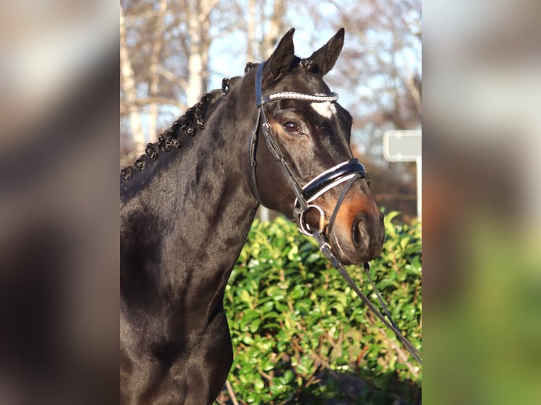 Hannoveraan Merrie 6 Jaar 162 cm Donkerbruin in Selsingen