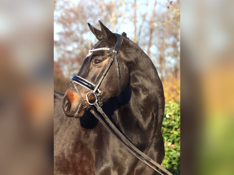 Hannoveraan Merrie 6 Jaar 162 cm Donkerbruin in Selsingen