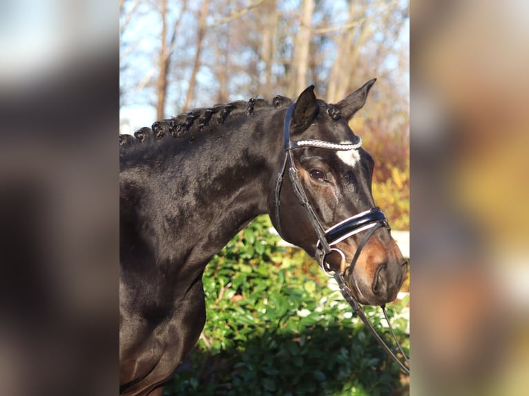 Hannoveraan Merrie 6 Jaar 162 cm Donkerbruin in Selsingen