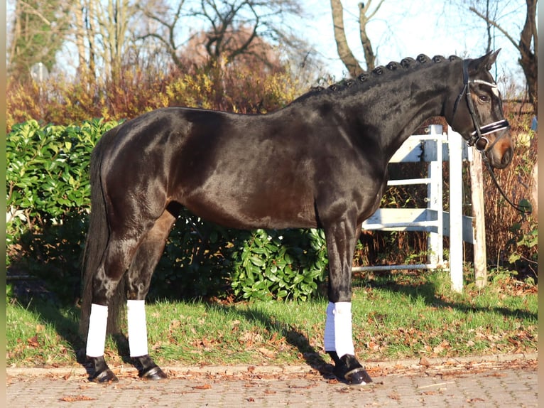 Hannoveraan Merrie 6 Jaar 162 cm Donkerbruin in Selsingen