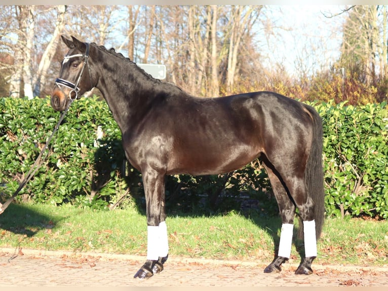 Hannoveraan Merrie 6 Jaar 162 cm Donkerbruin in Selsingen