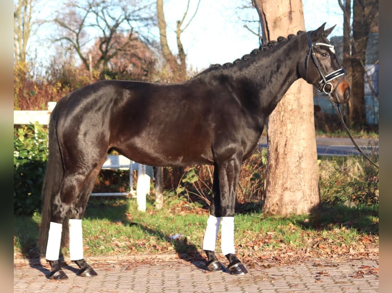 Hannoveraan Merrie 6 Jaar 162 cm Donkerbruin in Selsingen