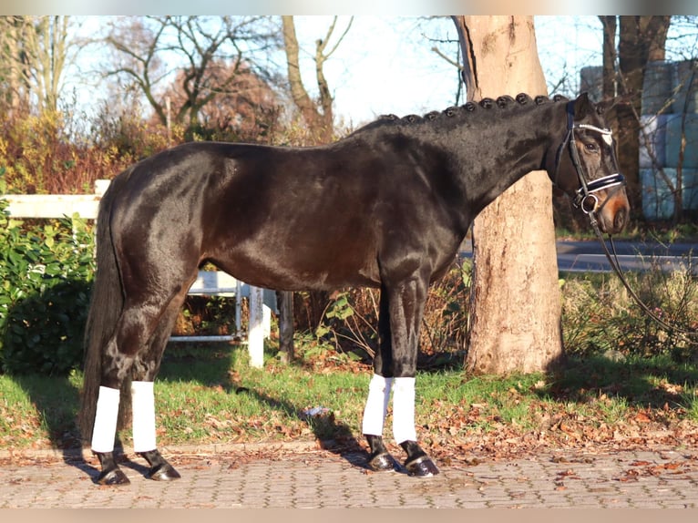 Hannoveraan Merrie 6 Jaar 162 cm Donkerbruin in Selsingen