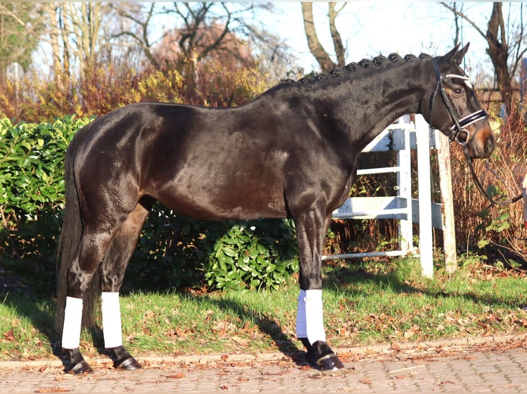 Hannoveraan Merrie 6 Jaar 162 cm Donkerbruin in Selsingen